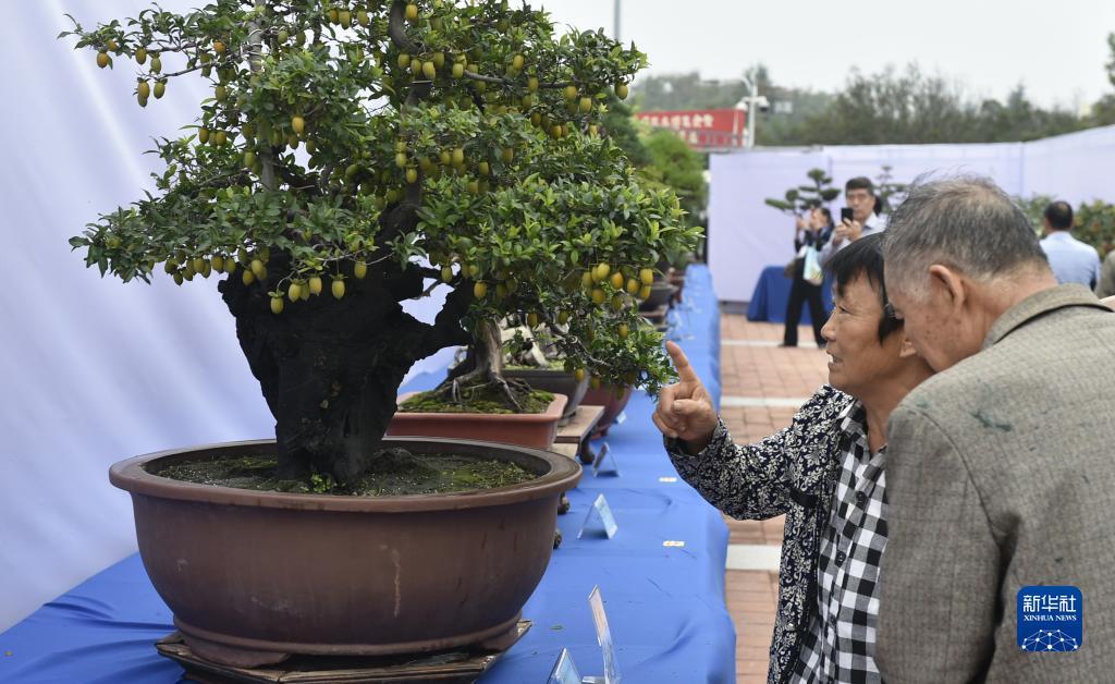 免费送500大白菜